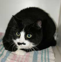 "Stash," a neutered-male, adult Domestic Shorthair that is also declawed is available for immediate adoption. 
